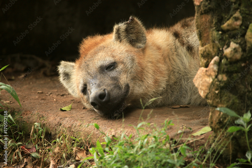 Fototapeta premium Hyena - African Wildlife