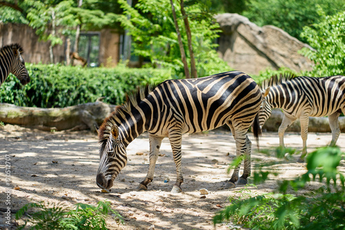 zebra eating food in nature