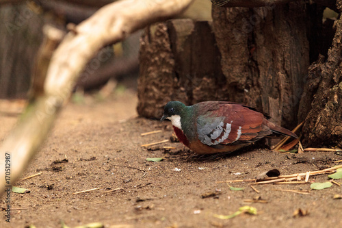 Bartletts bleeding-heart dove called Gallicolumba criniger bartletti photo