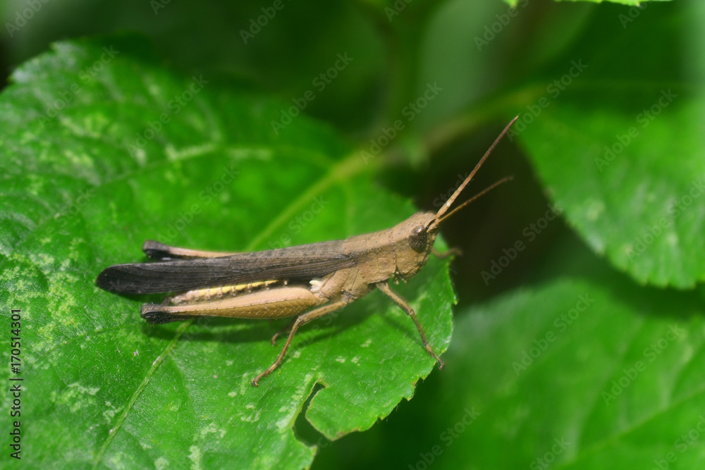 Grasshopper on leaf