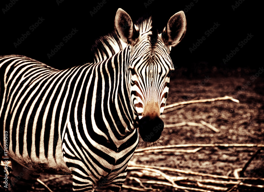 Naklejka premium Piękna zebra afrykańska. Kreatywne dzieło afrykańskiej przyrody. Egzotyczny obraz afrykańskiego safari i dzikich zwierząt podczas podróży do Afryki. Niesamowite wyjątkowe zdjęcie zebry stepowej. Stylowy design w stylu vintage