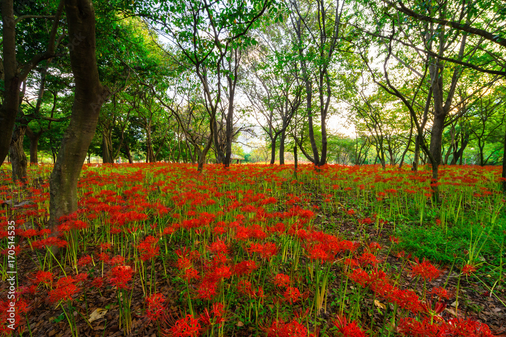Red Spider Lily of Seonunsa Temple beautifully blooming in autumn. Red Spider Lily of Seonunsa Temple beautifully blooming in autumn.
