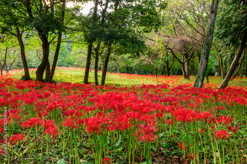 Red Spider Lily of Seonunsa Temple beautifully blooming in autumn. Red Spider Lily of Seonunsa Temple beautifully blooming in autumn.