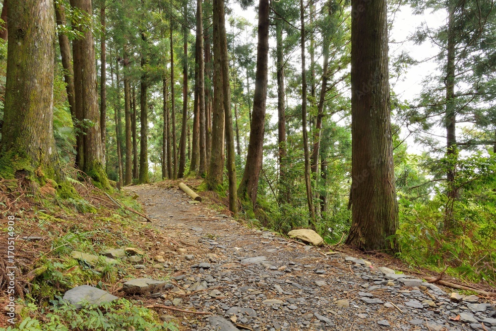 Tree in a forest, Forest in the Hsinchu,Taiwan Tree in a forest, Forest in the Hsinchu,Taiwan