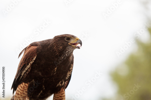 Harris Hawk Parabuteo unicinctus photo