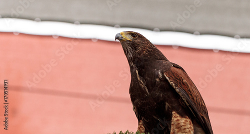 Harris Hawk Parabuteo unicinctus photo