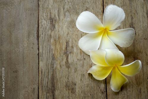 Plumeria flower on the wooden