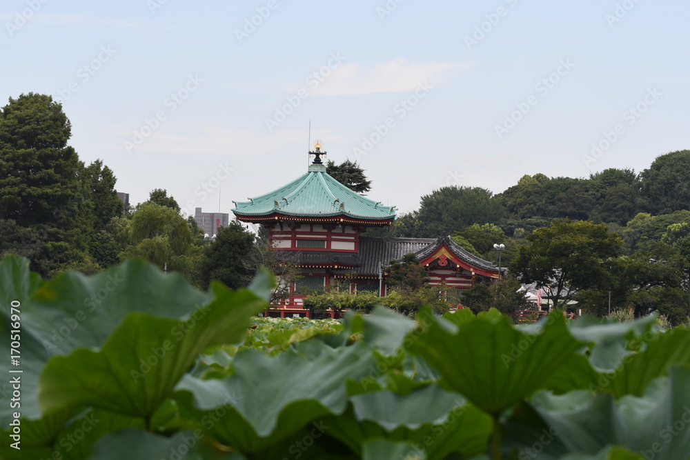 BENTENDO TEMPLE and Lotus pond in Ueno Tokyo BENTENDO TEMPLE and Lotus pond in Ueno Tokyo