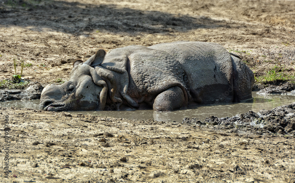Indian One Horned Rhinoceros. Great drought. Rhino. Thirst. Wildlife of India. Close up photo. Wild animals in National Parks of India. Wonderful rhino Stock Photo | Adobe Stock Indian One Horned Rhinoceros. Great drought. Rhino. Thirst. Wildlife of India. Close up photo. Wild animals in National Parks of India. Wonderful rhino Stock Photo | Adobe Stock