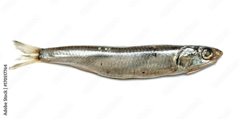 Black Sea anchovy fish isolated on white background Black Sea anchovy fish isolated on white background