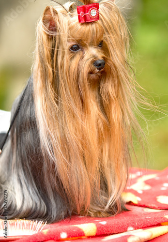 Yorkshire terrier dog with bow