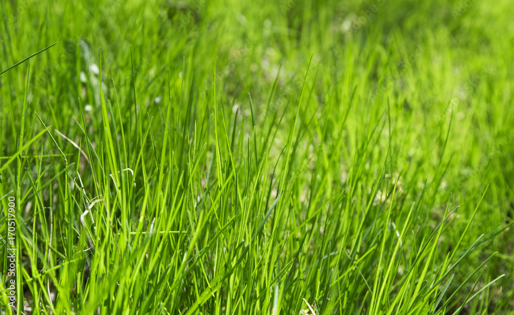green grass out of focus with a blurred background green grass out of focus with a blurred background