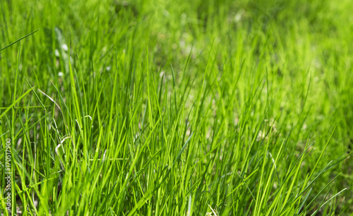 green grass out of focus with a blurred background