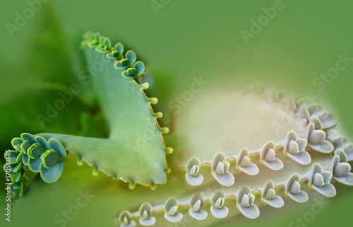 Abstract soft blurred and soft focus the surface texture of green leaves of Kalanchoe pinnata,Bryophyllum pinnatum, Crassulaceae,plant with the beam light, and lens flare effect tone. photo