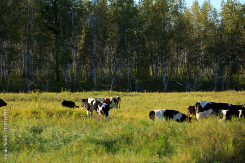 cows eating grass in forest