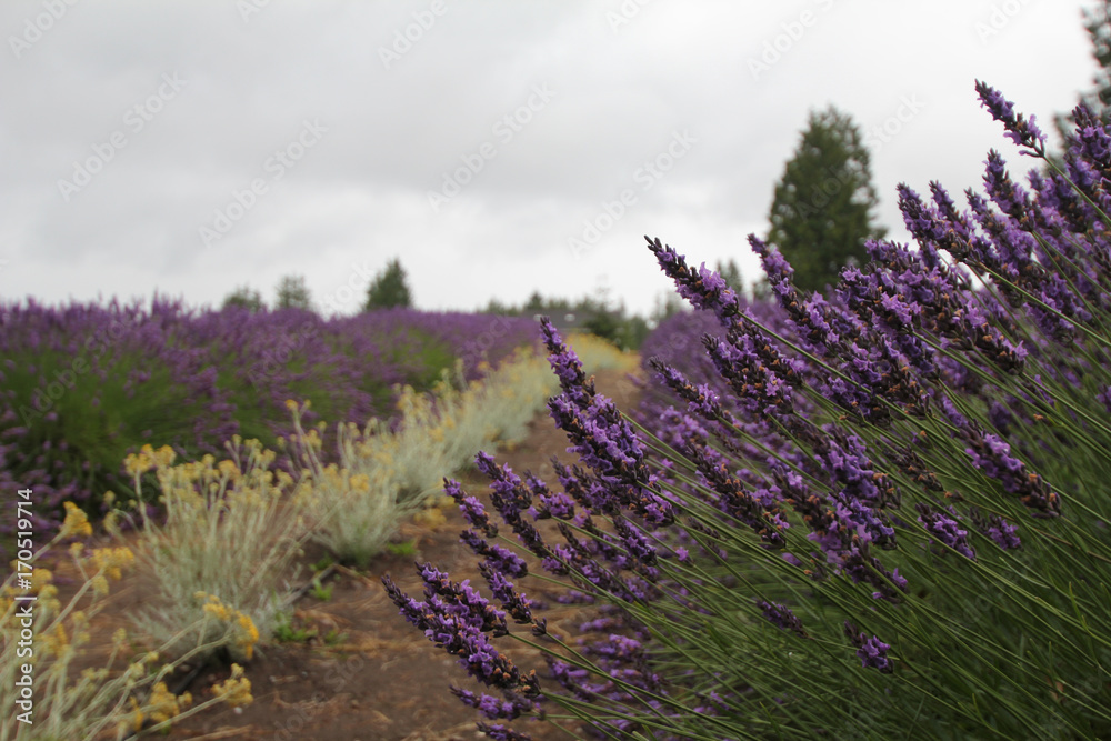Fototapeta premium Lavender field scene
