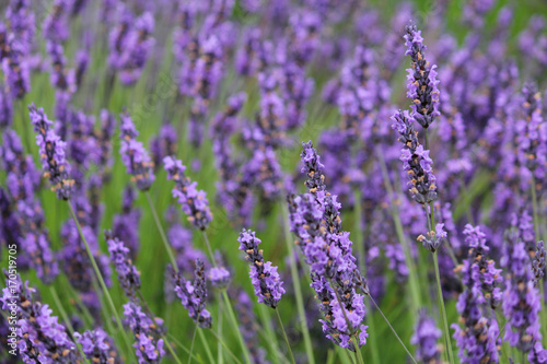 Lavender fields macro