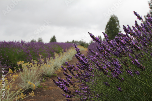 Lavender field scene