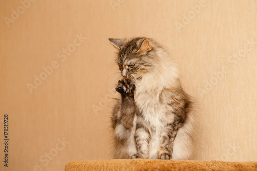 Photography Fluffy cat