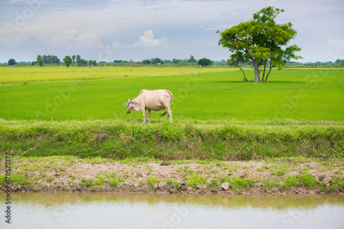 Cow eating grass or rice straw in rice field with blue sky  rural background.