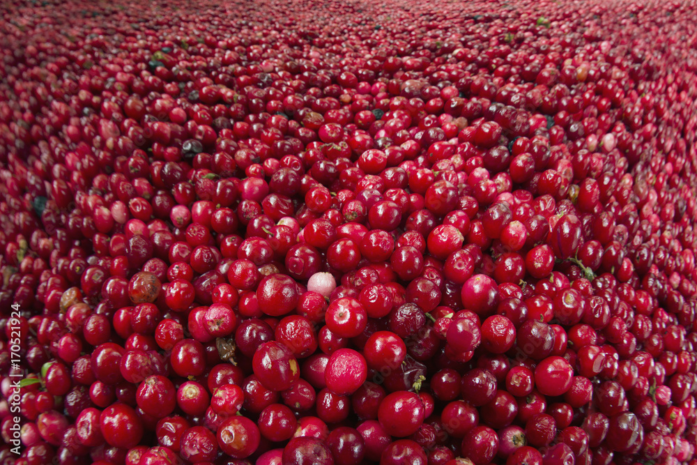 lot of red bilberry stock for the winter lot of red bilberry stock for the winter