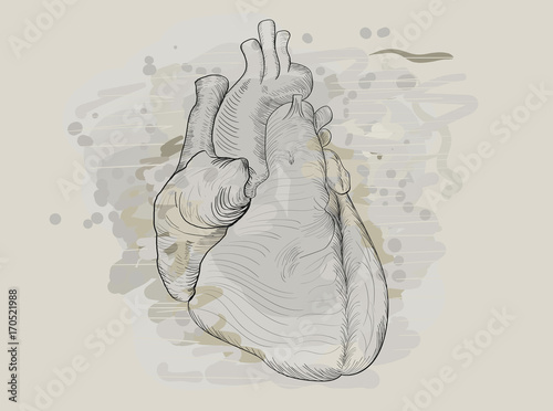 Computer graphic drawn human heart imitating pencil sketch