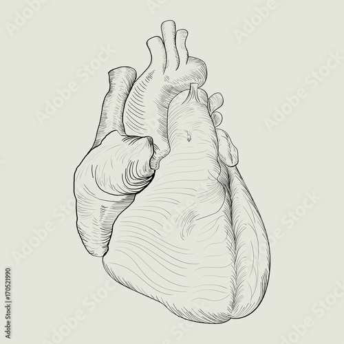 Abstract sketch of human heart
