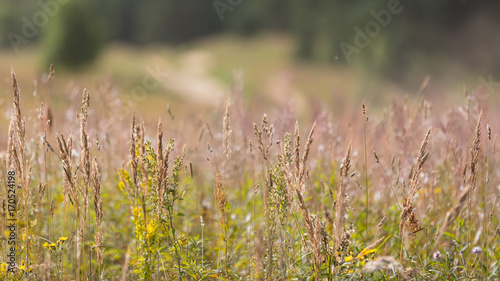 summer background of flowering plants in the field