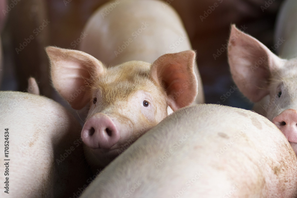 Group of hog waiting feed in the farm. Pig indoor on a farm yard in Thailand. swine in the stall. Close up eyes and blur. Portrait animal. Group of hog waiting feed in the farm. Pig indoor on a farm yard in Thailand. swine in the stall. Close up eyes and blur. Portrait animal.