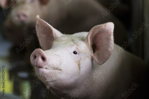 Big hog waiting feed in the farm. Pig indoor on a farm yard in Thailand. swine in the stall. Close up eyes and blur. Portrait animal.