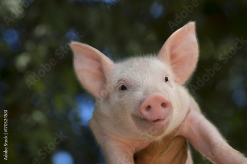 Livestock holding small piglet in local farm in Thailand, Pig outdoor portrait in the garden with blur background. Close up eye.