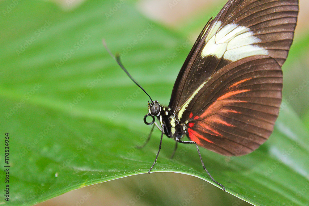 Obraz premium Big black and red butterfly on green leaf, front view