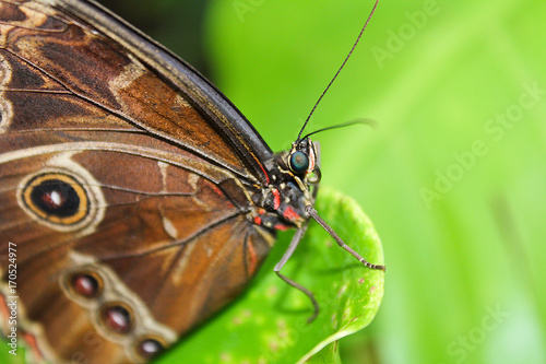 Big brown butterfly on edge of green leaef © Space Creator