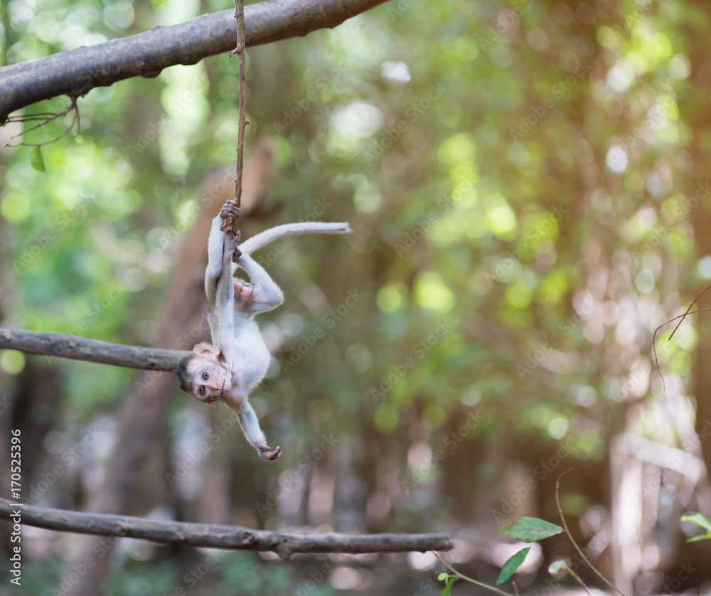 Fototapeta premium funny baby monkey hanging on the tree
