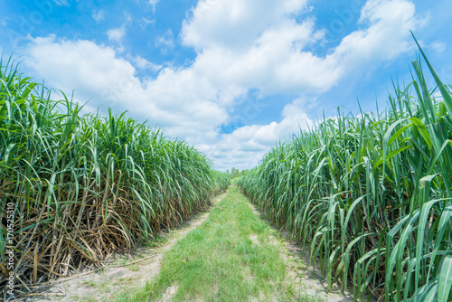 sugar cane in farmland with blue sky