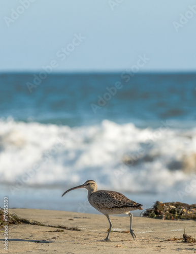 Whimbrel, Shore Bird Walking on the Beach