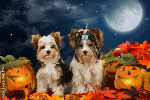 Canvas Print Two dogs terrier sitting in halloween decoration