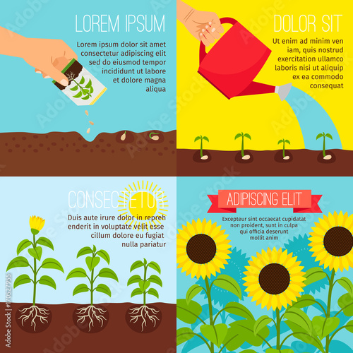 Planting process, growing sunflowers illustrations