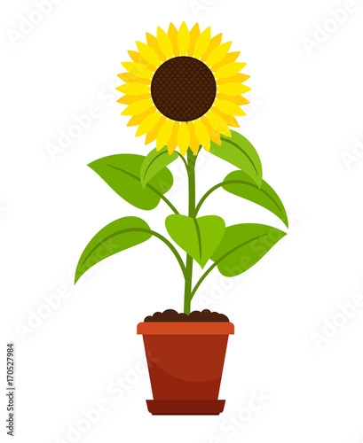 Sunflower plant in flower pot