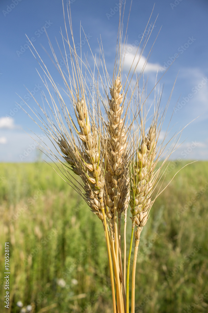Some Golden ears of grain kept as a bouquet on sky background Some Golden ears of grain kept as a bouquet on sky background