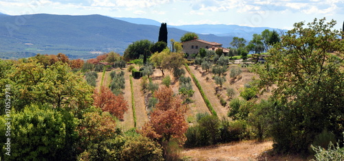 Olivenhain mit Wohnhaus und im Hintergrund Hügel des Chianti photo