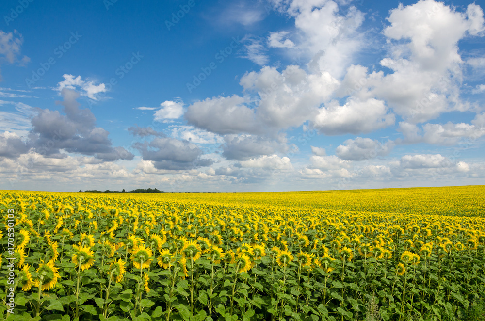 Obraz premium Sunflowers growing in agricultural field.