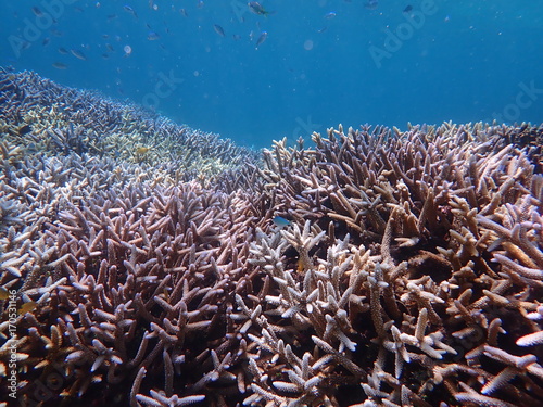 Fototapeta Naklejka Na Ścianę i Meble -  人気の宮古島、大神島付近の海域の天然枝珊瑚とデバスズメダイの群れ