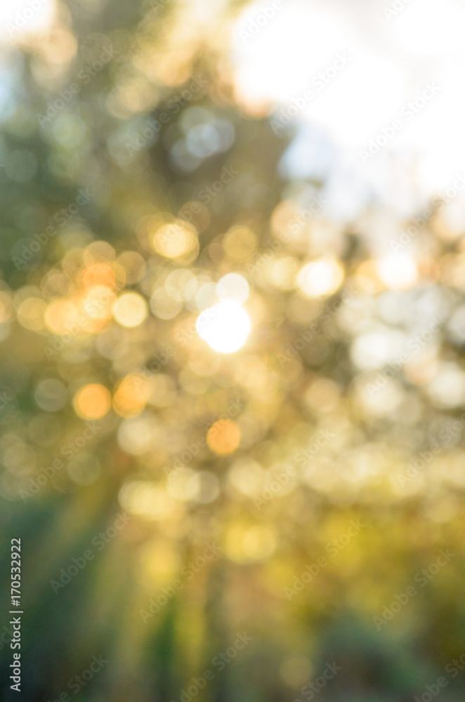 Obraz premium Bokeh. Abstract blurred image of the sunset yellow of the sun with rays in all directions over the green leaves of the trees. Soft focus.