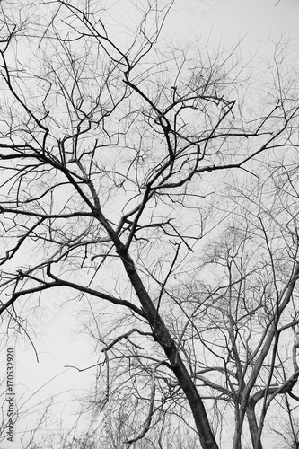 Dry tree branches background, black and white.