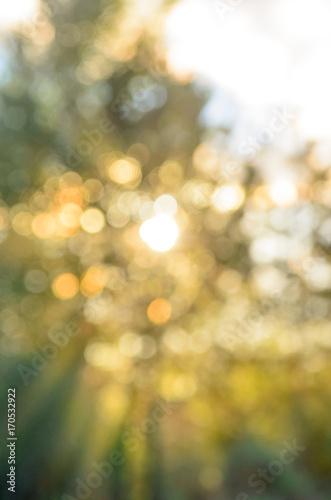 Bokeh. Abstract blurred image of the sunset yellow of the sun with rays in all directions over the green leaves of the trees. Soft focus.