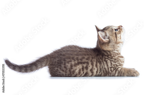 Tabby cat kitten lying and catching on white background, isolated