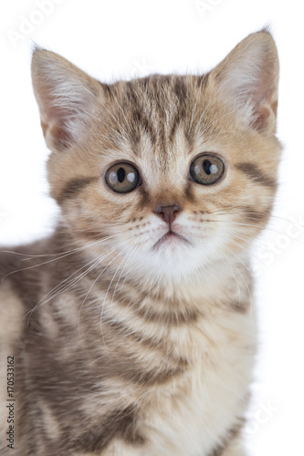 Half body kitten portrait in studio. Scottish shorthair young cat isolated on white background.