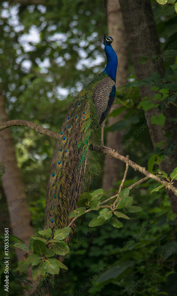 Naklejka premium Indian Peafowl Bird