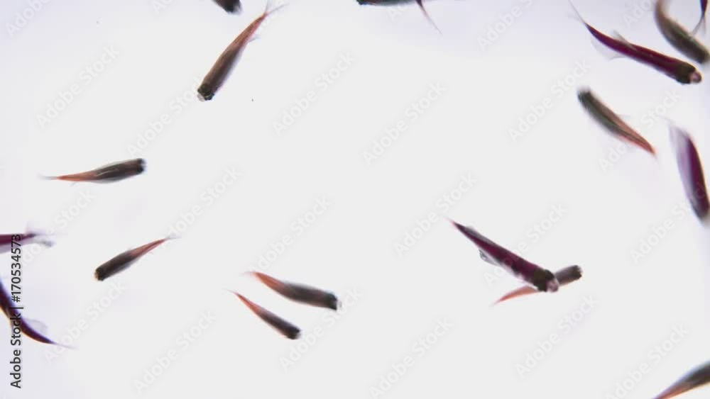 aquarium fish on white background,top view aquarium fish on white background,top view
